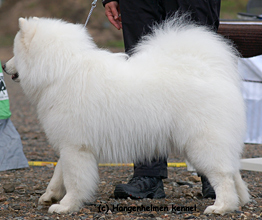 Arttulan Pakiton, kuva Hangenhelmen kennel